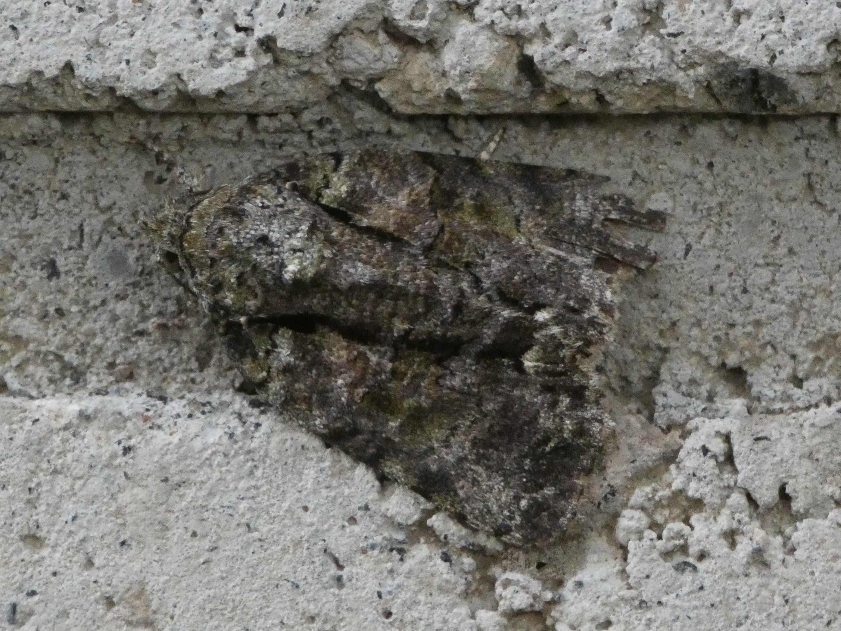 photo_1